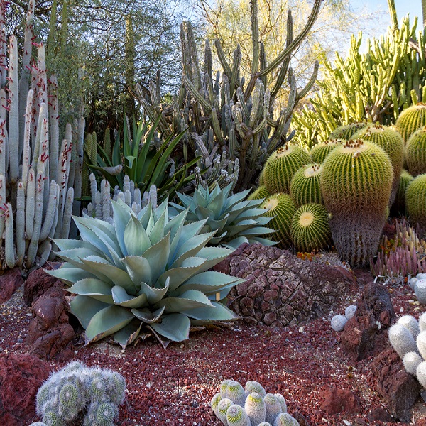 Red Viverista - Deserticas